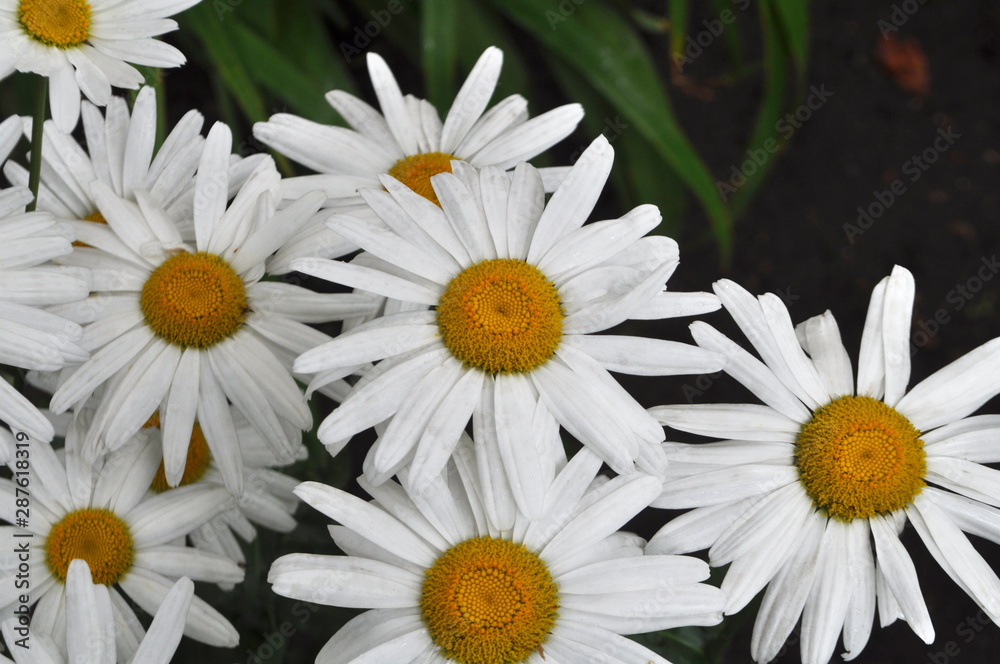 Obraz premium Meadow of wild or white chamomile flowers.