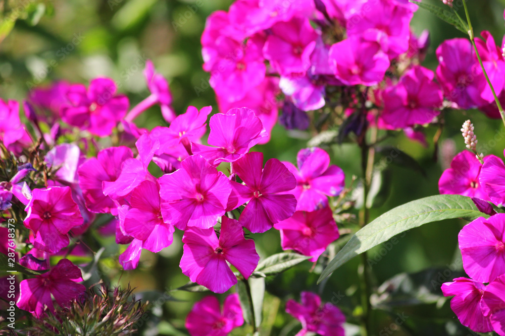 Close view on Pink phlox flowers Close view on Pink phlox flowers