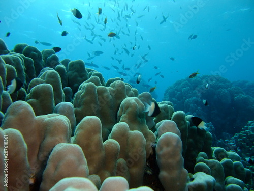 Dome Coral