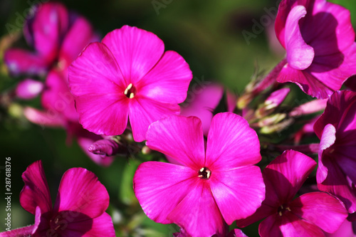 Close view on Pink phlox flowers