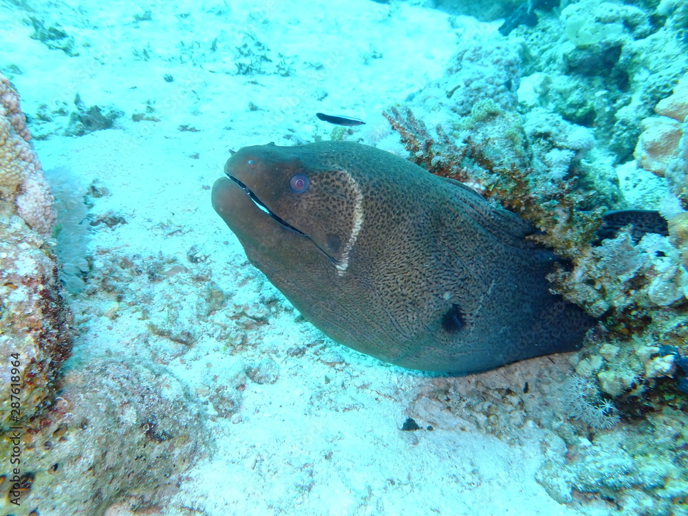 Obraz premium Giant Moray Eel