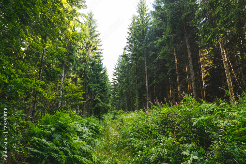 Fototapeta premium Untouched evergreen mountain forest on rainy summer day