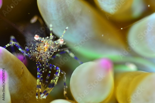 red sea horse in the mediterranena sea photo