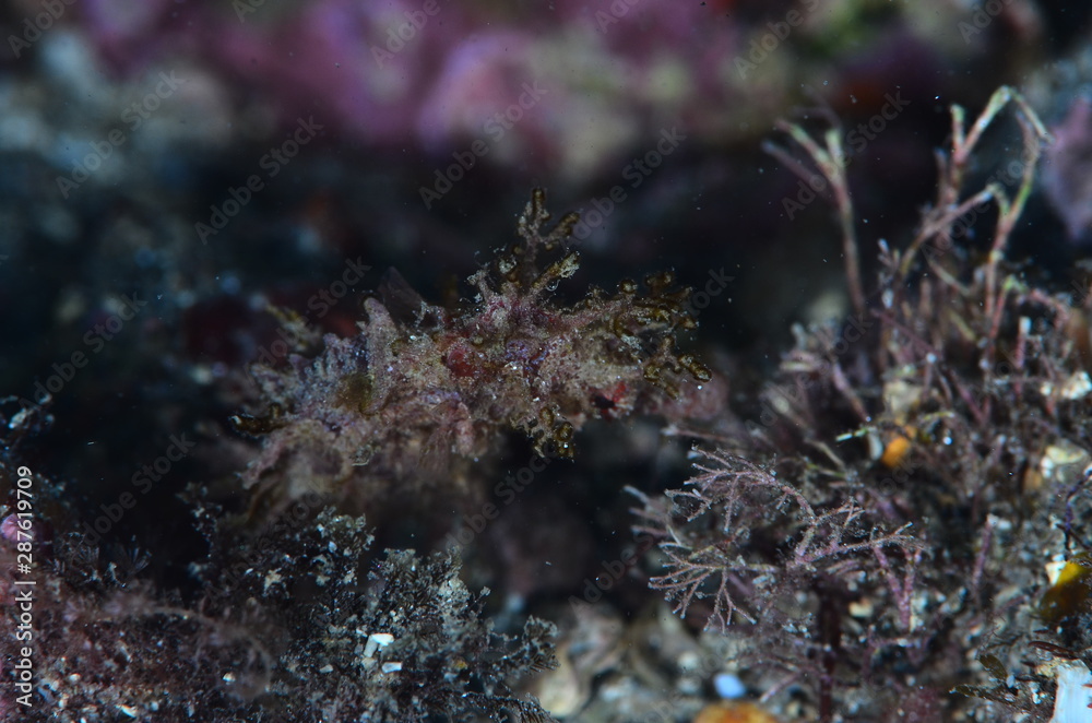 red sea horse in the mediterranena sea red sea horse in the mediterranena sea