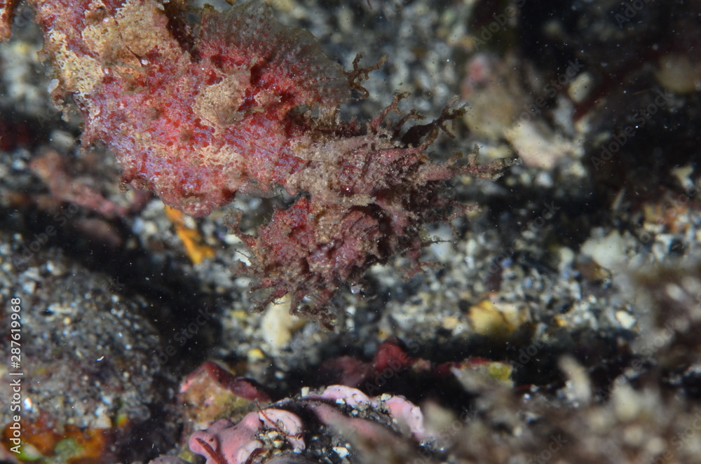 red sea horse in the mediterranena sea red sea horse in the mediterranena sea