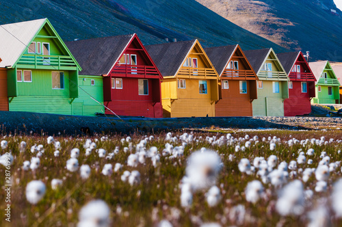 Arctic flowers and a row of very colorful homes in Longyearbyen, Svalsbard, Norway photo