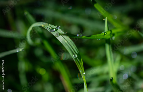 Rain drops in the grass