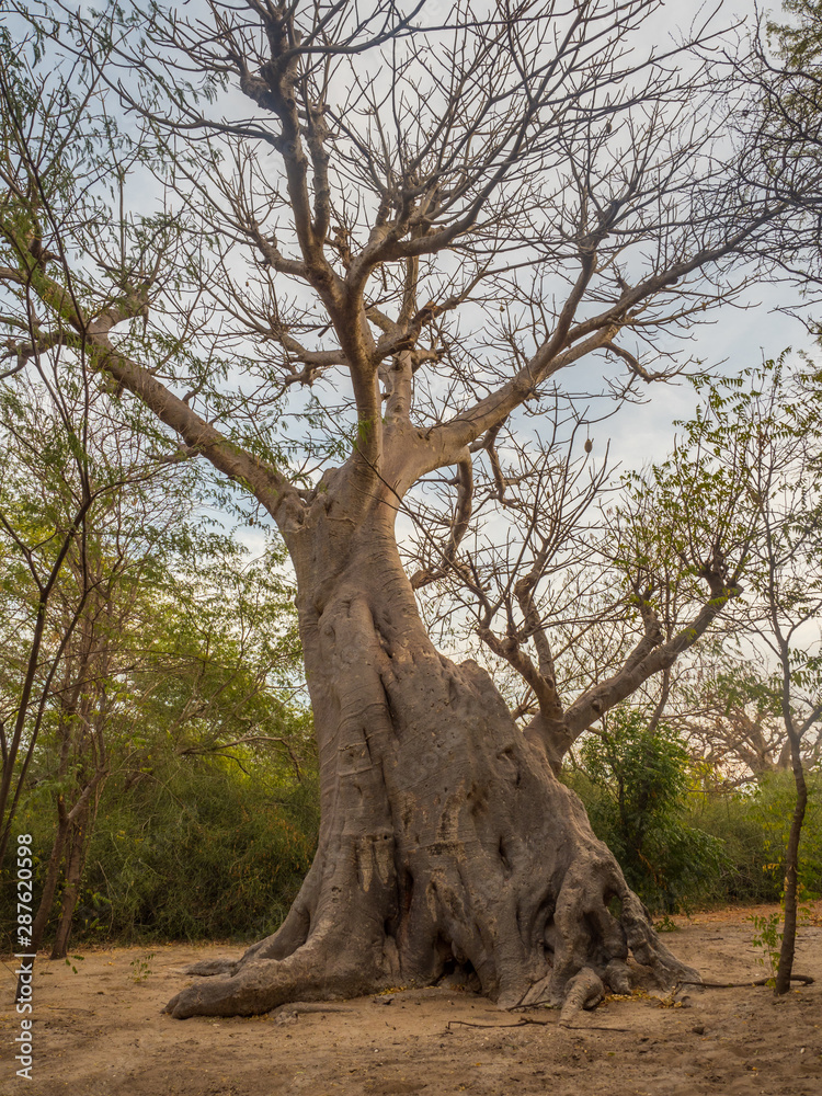 Tree of baobab Tree of baobab
