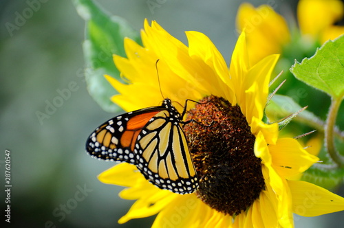 Monarch Butterfly on yellow Sunflower © Bob