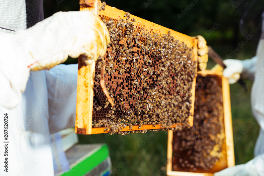 The beekeeper holds a honey cell with bees in his hands. The beekeeper holds a honey cell with bees in his hands.