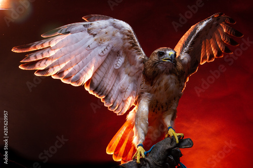 Obraz na plátně Red Tailed Buzzard / Hawk - Birds of Prey