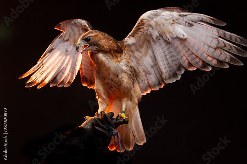 Samolepka Red Tailed Buzzard / Hawk - Birds of Prey