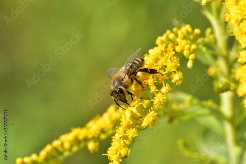 Macrophotography of bee polinating yellow flower in blossom 