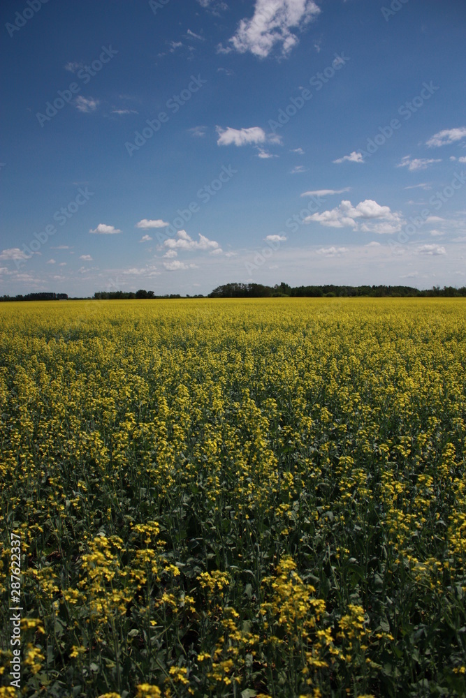 Canola and Blue Sky