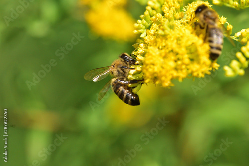 Bee flying and collecting fine dust from blossom flower  photo