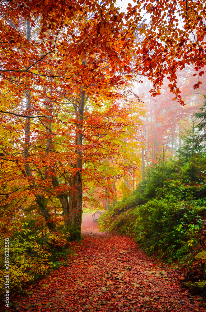 Road through a golden foggy forest Road through a golden foggy forest