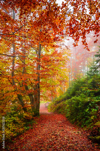 Road through a golden foggy forest