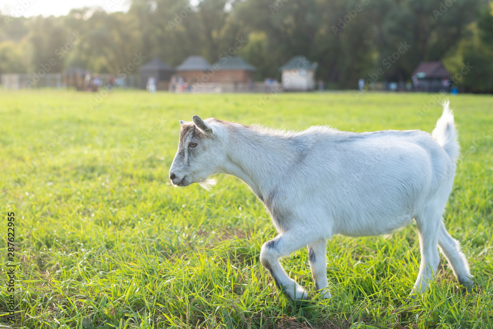 White goat goes from right to the left in a meadow and looking stubborn. Warm summer evening light. Copy space White goat goes from right to the left in a meadow and looking stubborn. Warm summer evening light. Copy space