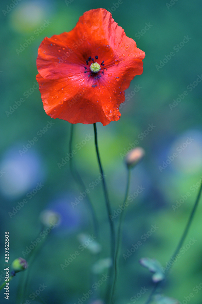 Fototapeta premium Red poppy flower on meadow