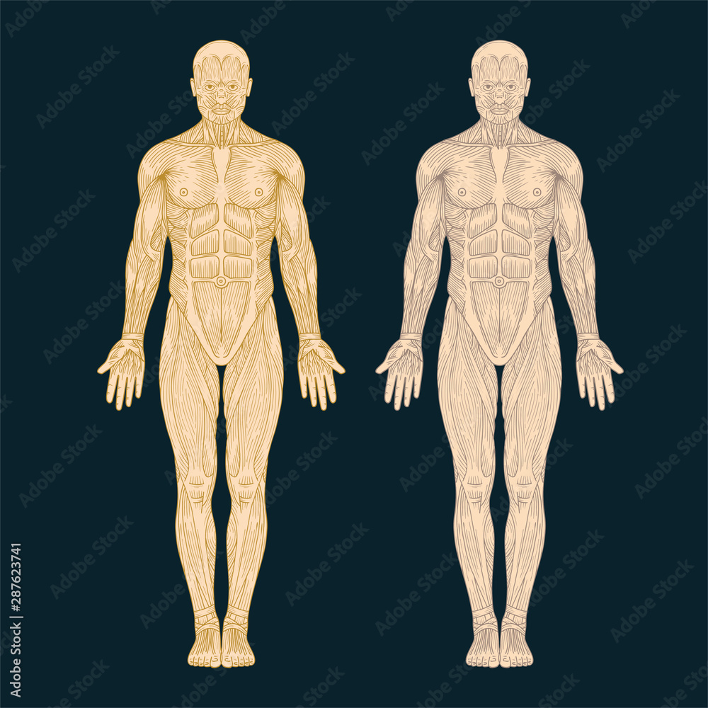 Human anatomy. Hand drawn human body anatomy. Male body muscular system sketch drawing. Part of set. Human anatomy. Hand drawn human body anatomy. Male body muscular system sketch drawing. Part of set.