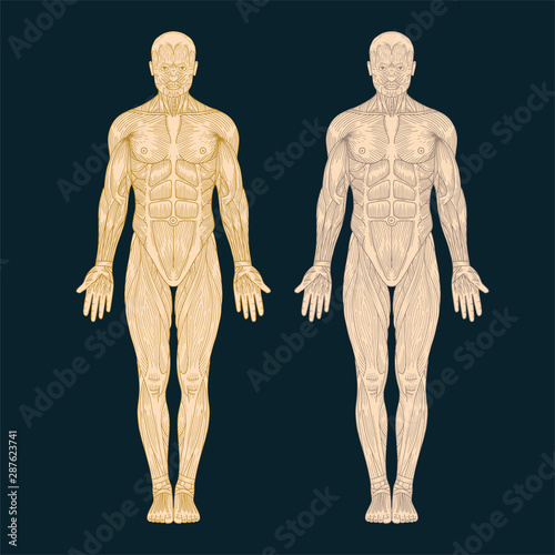 Human anatomy. Hand drawn human body anatomy. Male body muscular system sketch drawing. Part of set.
