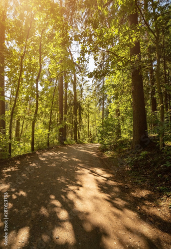 Road through the forest at sunset.