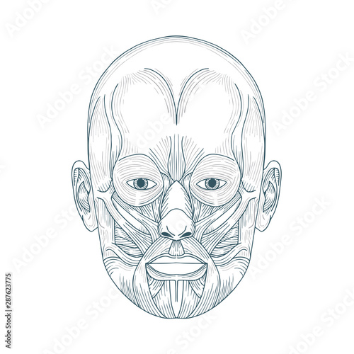 Human head anatomy. Hand drawn human face anatomy. Male head muscular system sketch drawing. Part of set