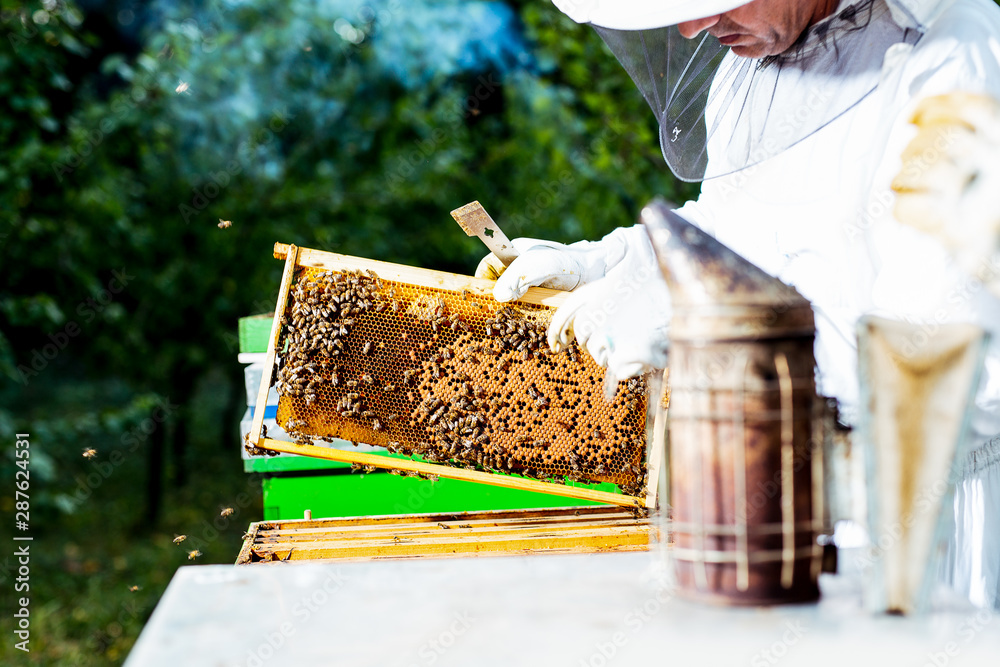 Beekeeper is working with bees and beehives on the apiary. Beekeeper is working with bees and beehives on the apiary.