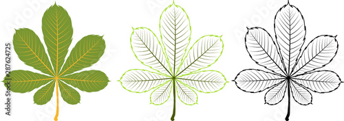 Set of different chestnut leaves. Includes colorful, contour and black outline leaves. © Ievgeniia