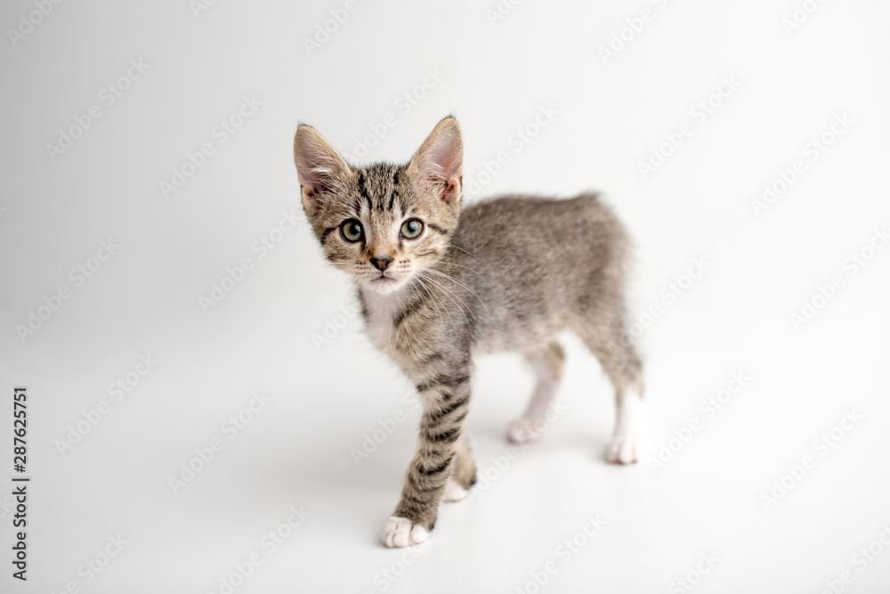 Tabby kitten with green eyes walking