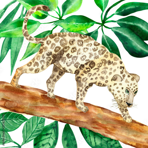Watercolor hand painted wild nature composition with leopard on a brown tree log with green tropical leaves around in the jungle on the white background