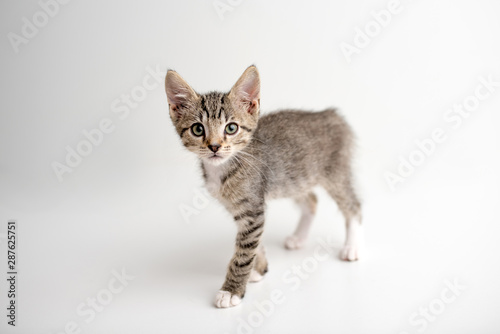 Tabby kitten with green eyes walking
