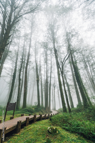 Wooden walkway that leads to Cedar trees in the forest with fog in Alishan National Forest Recreation Area in Chiayi County, Alishan Township, Taiwan.