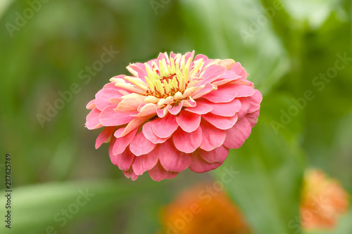Fotografi Orange colored zinnia