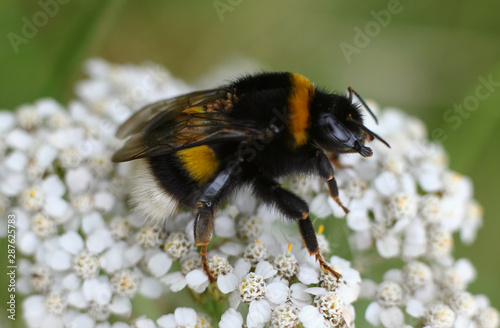 bumblebee collecting nectar from wildflowers