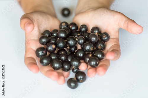 Handful of berries in baby hands. Black currant in baby hands. - isolated over a white background.