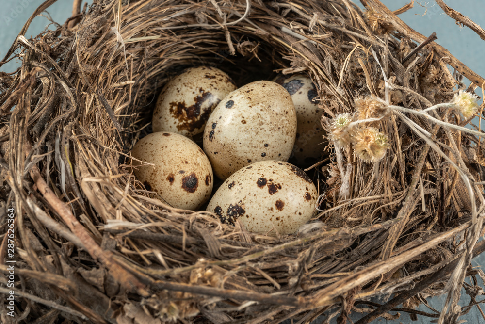 Bird’s nest with tiny eggs. Quail eggs near to hatch Bird’s nest with tiny eggs. Quail eggs near to hatch