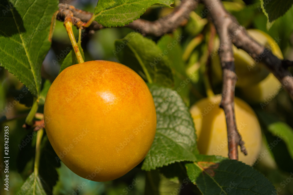 Ripe yellow plums on plum tree. Closeup of yellow plums. Soft selective focus. Ripe yellow plums on plum tree. Closeup of yellow plums. Soft selective focus.