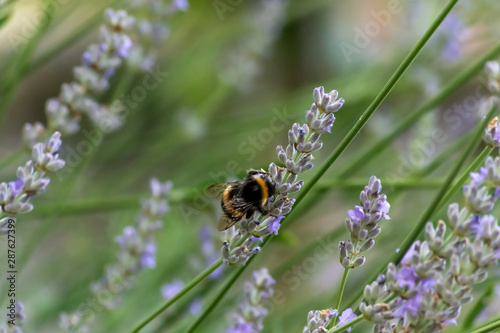 close up of Large bee on lavender flower © Nathaniel