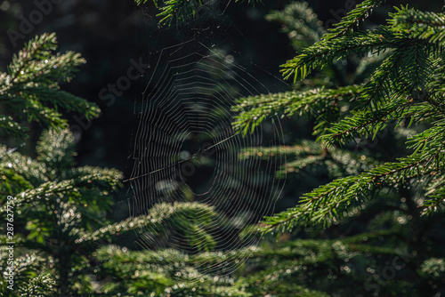 Cobweb on spruce trees in summer sunny morning