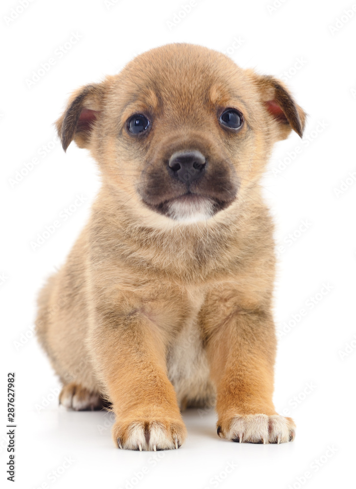 Baby puppy isolated.