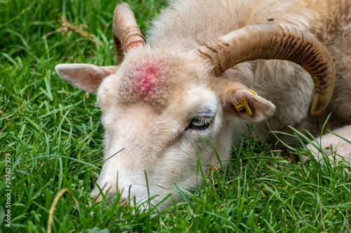 Niedliche müde Moorschnucke mit Hörnern und dichtem Schafspelz ruht sich mit dem Kopf im Gras liegend aus und schläft auf dem Biobauernhof glücklich ein dank artgerechter Haltung photo