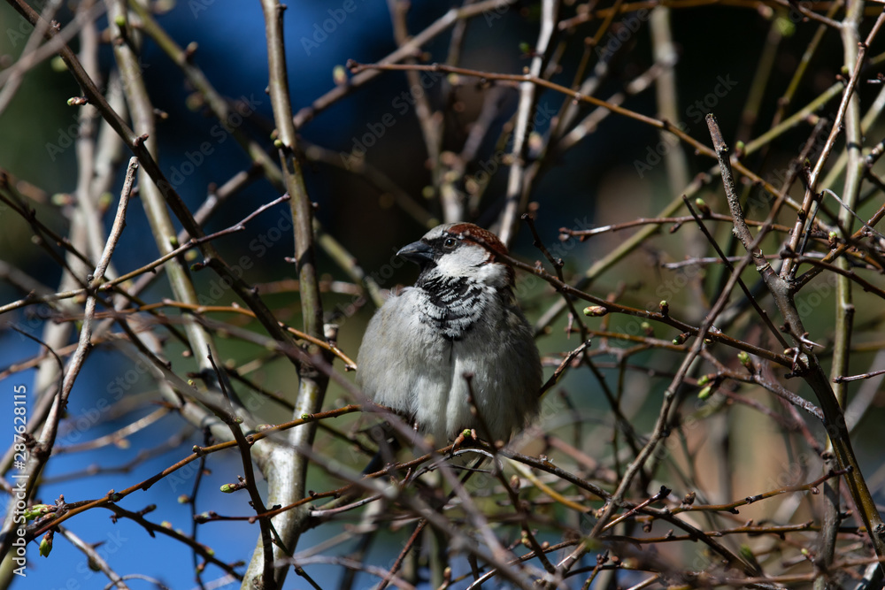 Naklejka premium Sparrow in a tree