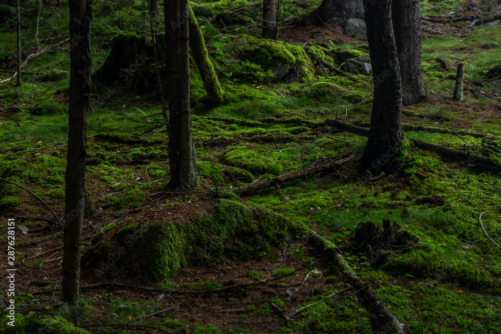 Naklejka premium Forest near Skrivan creek in Krusne mountains in summer nice sunny day