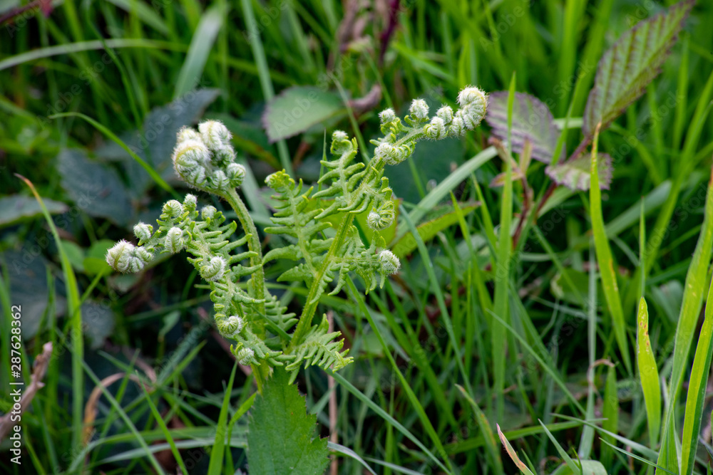 New fronds of bracken in a field in Cornwall