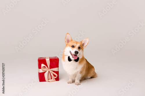 dog breed Corgi in tie with red gift box on white background, space for text