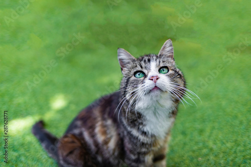 Beautiful cat with green eyes on a green background.