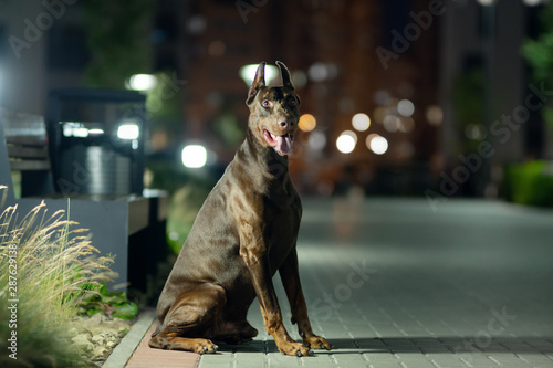 Doberman dog in the night city