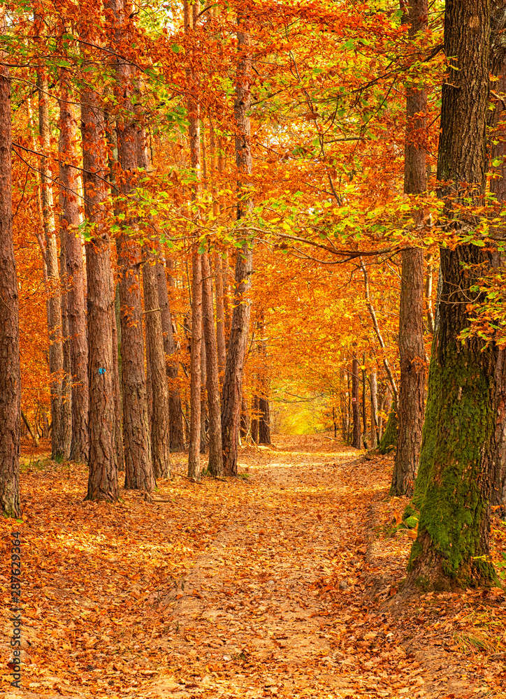 Pathway in the forest at autumn Pathway in the forest at autumn