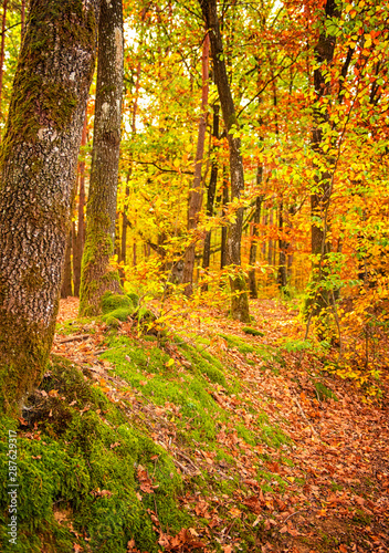 Pathway in the forest at autumn